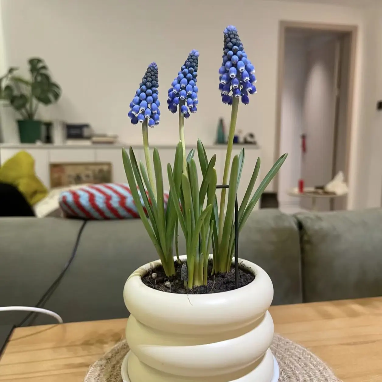 Grape Hyacinth Bulbs, Hardy Perennial Flower Bulbs, Easy to Grow Spring Blooms for Outdoor Garden & Indoor Potted Decor