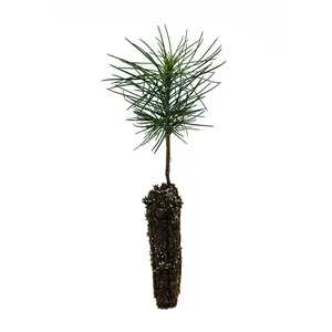 Jeffrey Pine | Small Tree Seedling