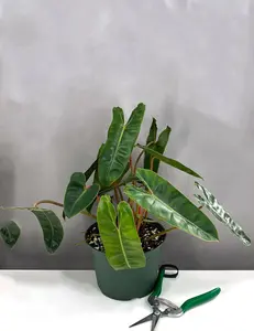 Philodendron Billietiae