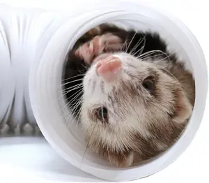 Meow&Woof Small Animal Tunnel Tubes Hideaway for Sugar Glider, Ferrets, Hamster, Dwarf Hamster, Chinchilla, Bird, Guinea Pig, Rabbit, Bunny, Guinea Pigs - White