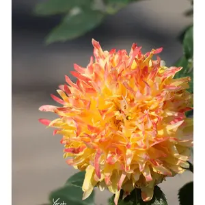 Rare Rose【Fireworks Ruffles 】-1.5 -2 Gal OwnRoot Live Plant | Chrysanthemum Bloom| | バラ| Heat Resistant| Easy to Grow| Serrated petals| Wavy |Bare Root| Rosa| popular|  Exquisite |Trendy| Gift| バラ