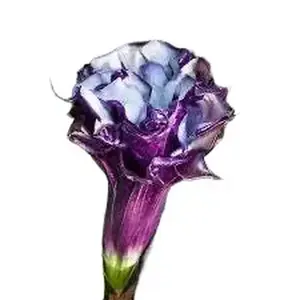 Rare Plant Purple Datura Devils Trumpet Plant Stunning Flowers THIS SEASON! Very Fast Shipping
