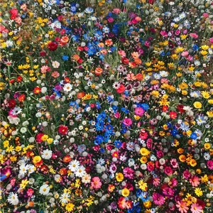 1000Pcs Wildflower Assorted Seeds Pack – Mixed Flower Seeds for Garden Borders, Backyard Flower Beds, Outdoor Landscapes and Decorative Planting Areas, Seeds Only Not Live Plants