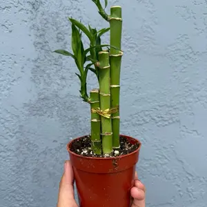 4” Draceana Sanderiana ‘Lucky Bamboo’ - live indoor plant - low maintenance