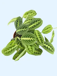 6" Lemon Lime Maranta Prayer Plant - Maranta leuconeura - Pet Safe Houseplant - Pet Friendly Live Plant