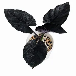 Alocasia Antoro Velvet Tissue Culture Plant – Grower’s Choice