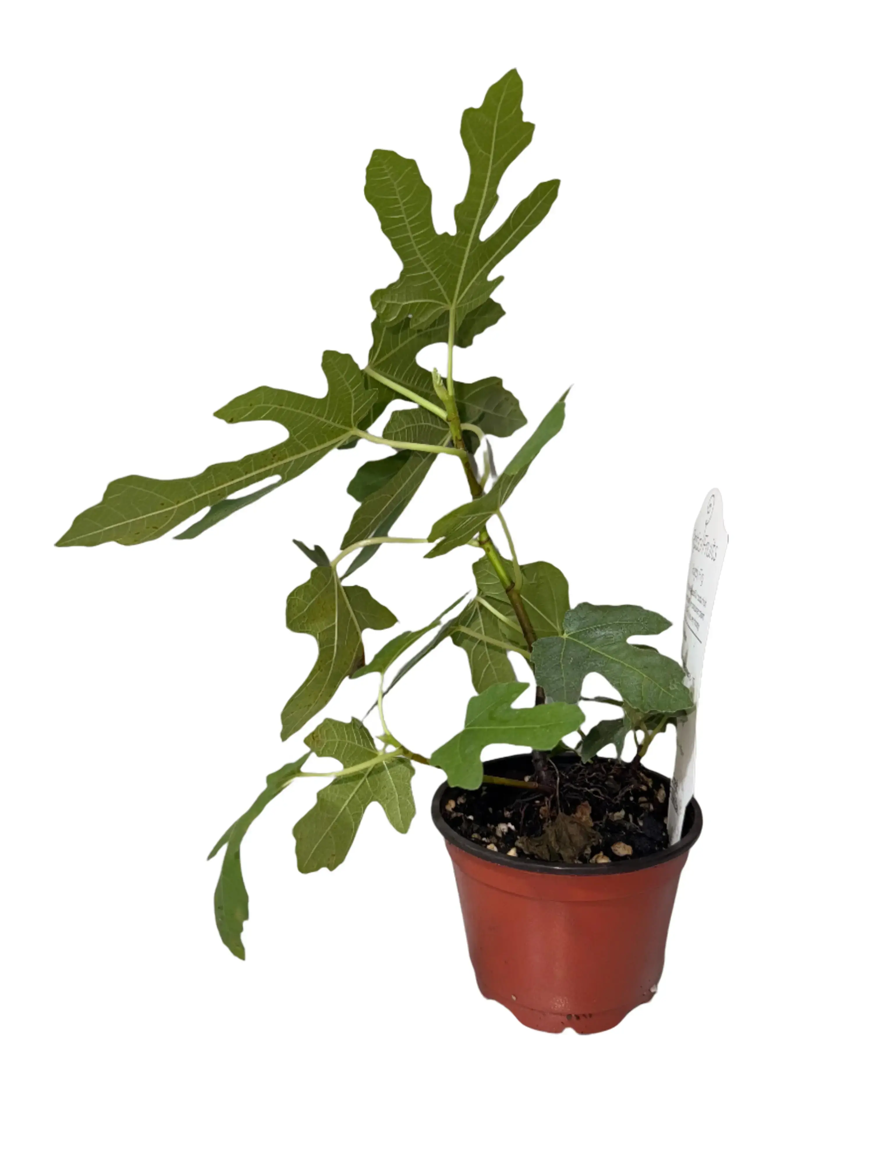 2-Pack Chicago Hardy Fig Trees (Ficus carica) - Cold-Hardy Dwarf Patio Plants for Busy Gardeners, Zones 6 to 10, 12 to 18 Inches Compact Self-Pollinating Low-Maintenance Fruit Trees, Homegrown Sweet Figs for Container & Fertile Soil Gardening