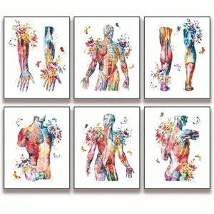 6PCS/set Unframed Watercolor Muscle Anatomy Art Posters - Vibrant Anatomical Illustrations for Massage Clinics, Physical Therapist Offices Decor