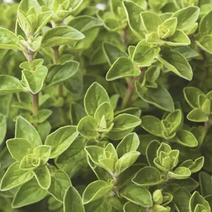 Heirloom Italian Oregano Seeds - Organic and Regenerative Gardening Seeds