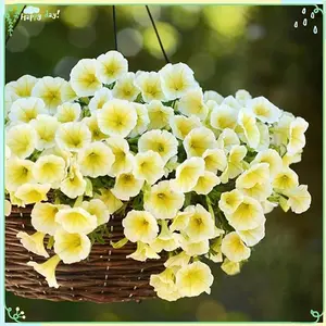Rare Flower Plant Seeds 1000+ Petunia Seeds - Shock Wave Yellow