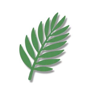 Palm Leaf Palm Leaf