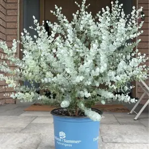 Eucalyptus Seeds – Hardy Evergreen Tree Seeds, Beginner-Friendly & Non-GMO, Easy to Grow for Garden, Pots, Indoor & Outdoor, Ornamental & Air-Purifying Plant, Perfect Gift for Gardeners