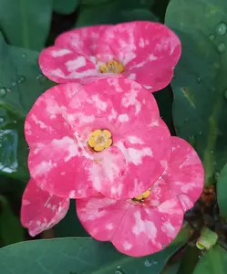 Crown of Thorns 10" CUTTING Euphorbia Large Pink marble flowers