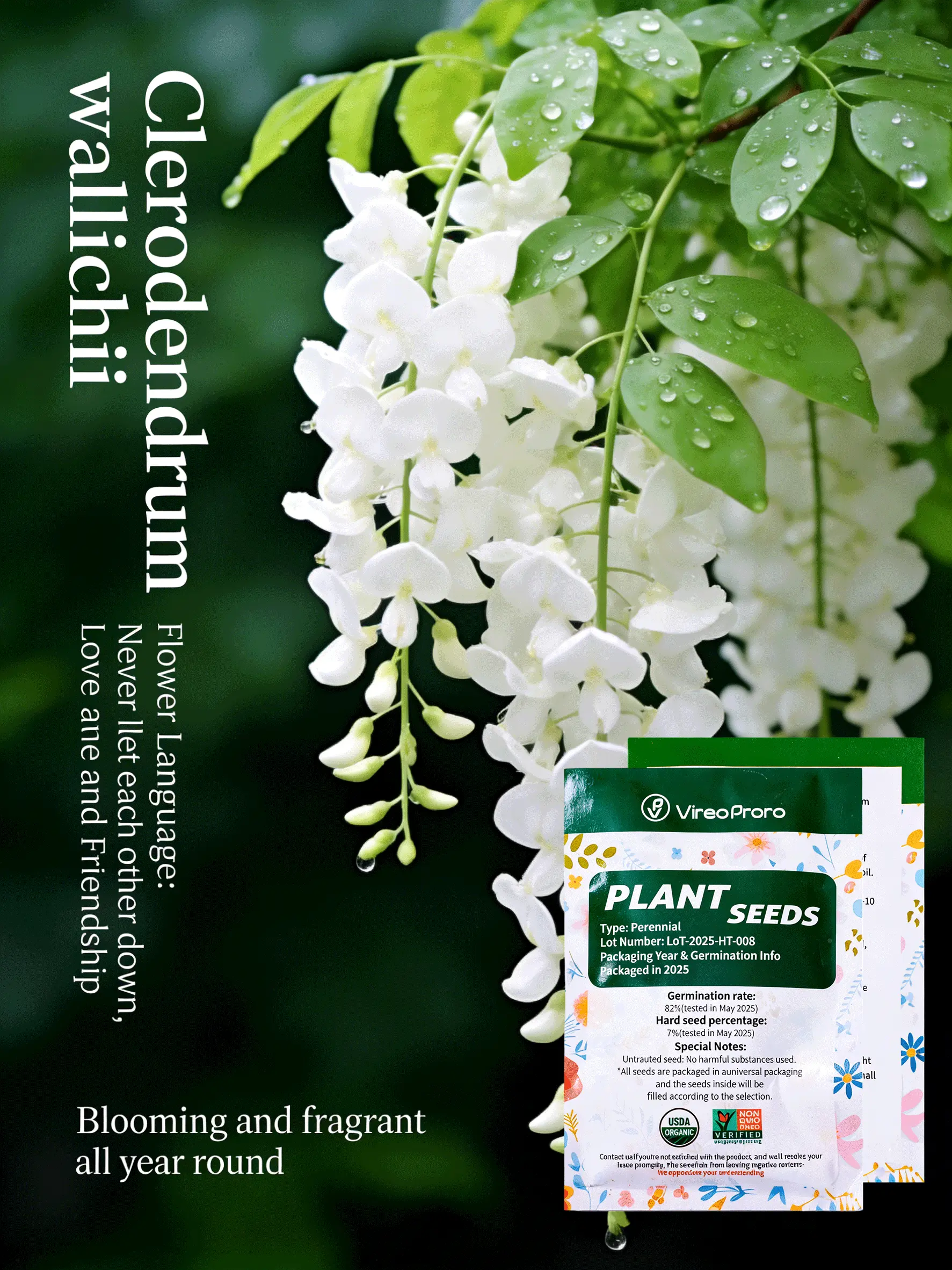 Trailing Jasmine Plant, Indoor and Outdoor Flowering Vine, Fragrant Houseplant, Potted Jasmine for Patio, Balcony, Garden, Home Decoration, Easy-Care Vine Plant