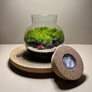 4" LED glass globe terrarium | live moss terrarium | glass terrarium | live plants