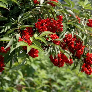 Red Elderberry Seeds (Sambucus racemosa) – 40+ Seeds for Herb Gardens, Wildlife Attraction, and Medicinal Use
