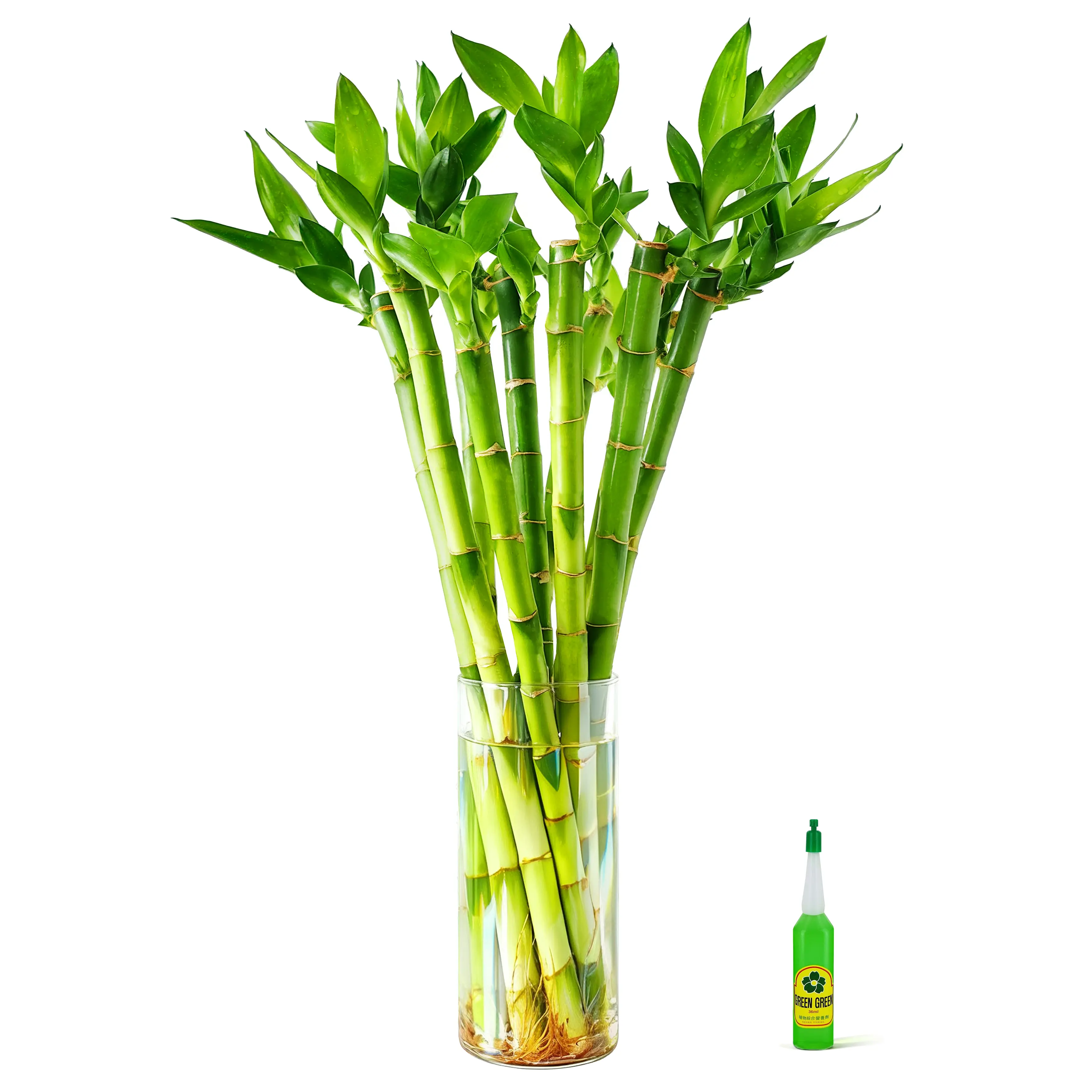18" Lucky Bamboo (10 Stalks) Live Indoor Water Plant - Aquarium Safe & Easy Care Decor (Nutrient Included)