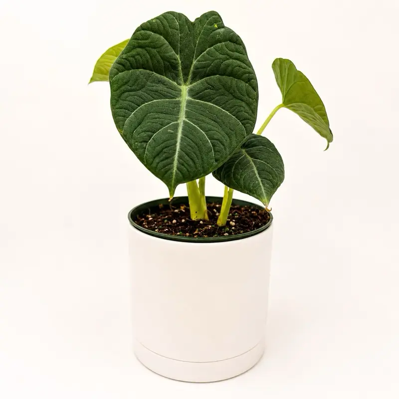 Alocasia Maharanii 6" pot Live Tropical House Plant with Unique Heart-Shaped Leaves for Indoor Decoration - Houseplants