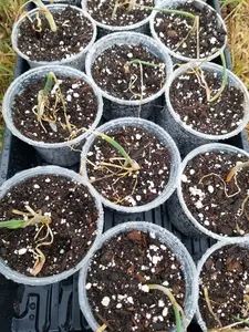 Yellow Spanish Onion Starter Plant – Live Vegetable Seedling – Sweet Mild Flavor – Large Bulb Variety – Ready to Transplant Garden Plant - 4 inch Pot