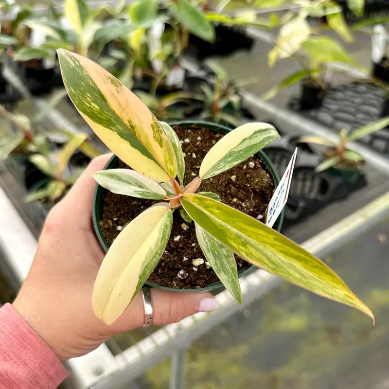 philodendron bloody mary - TikTok Shop