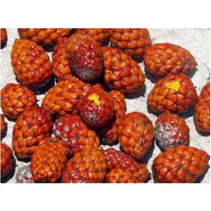 Seasoned Cooked & Dried Raffia Hookeri Seeds | Ancop