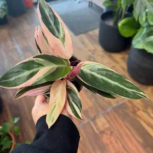 Stromanthe Triostar in a 4” Pot Live Houseplants
