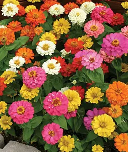 Zinnia Seeds- Thumbelina Mix Flowers - 200+ seeds