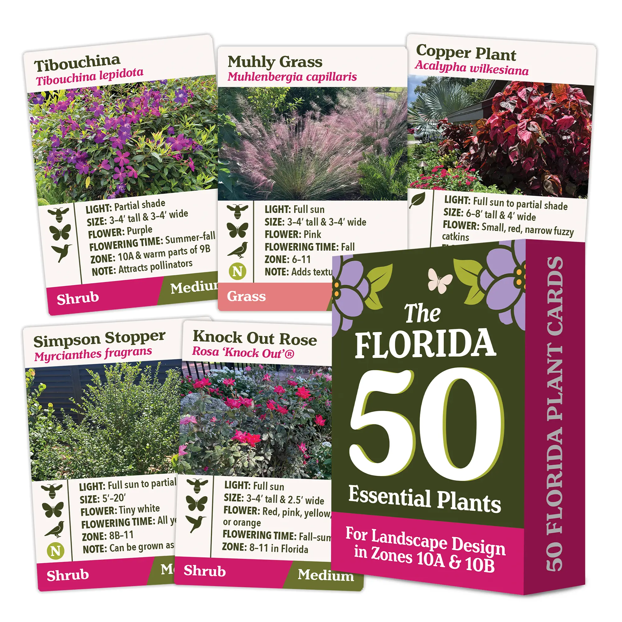 gaura plants Gaura Lindheimeri Gaud Red