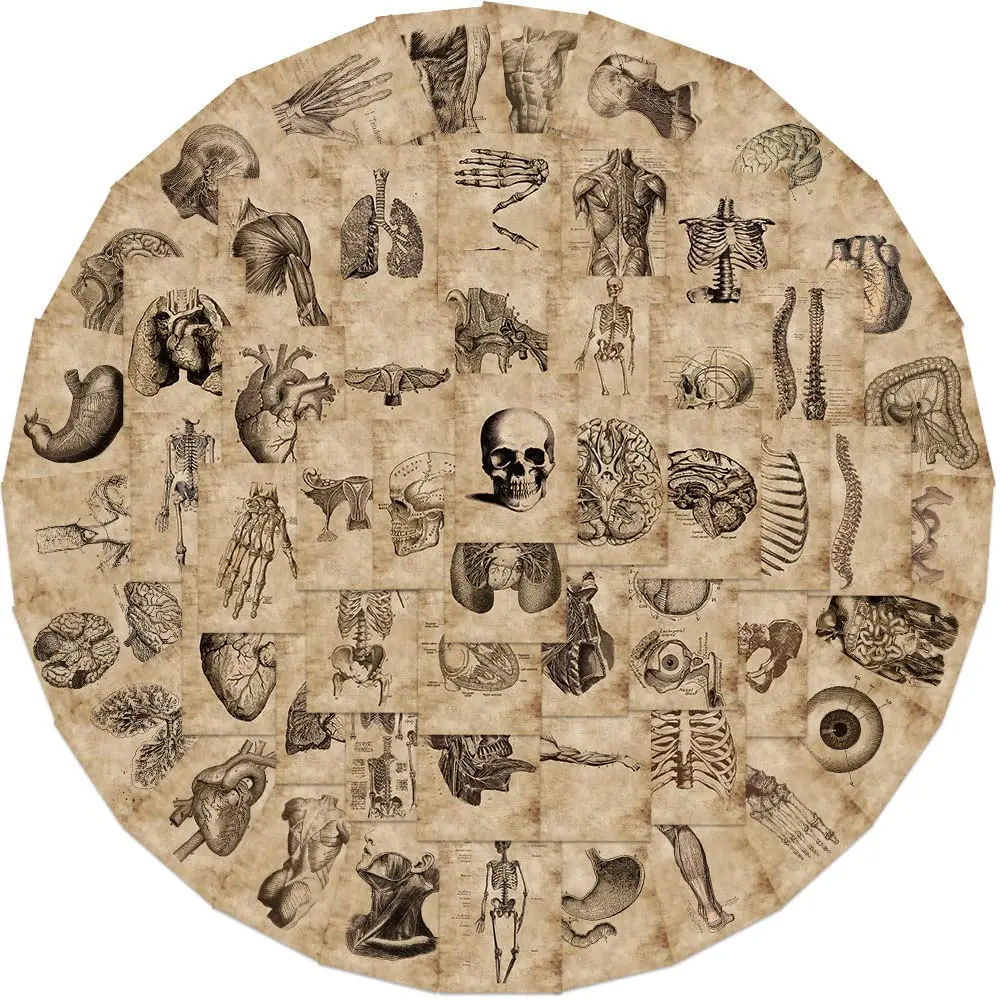 50 Pcs Waterproof Vinyl Human Skeleton Diagram Stickers, Unique Funky Unique Accessories for Decorating My Car, Laptop, Water Bottle, Office Stationery Labeling