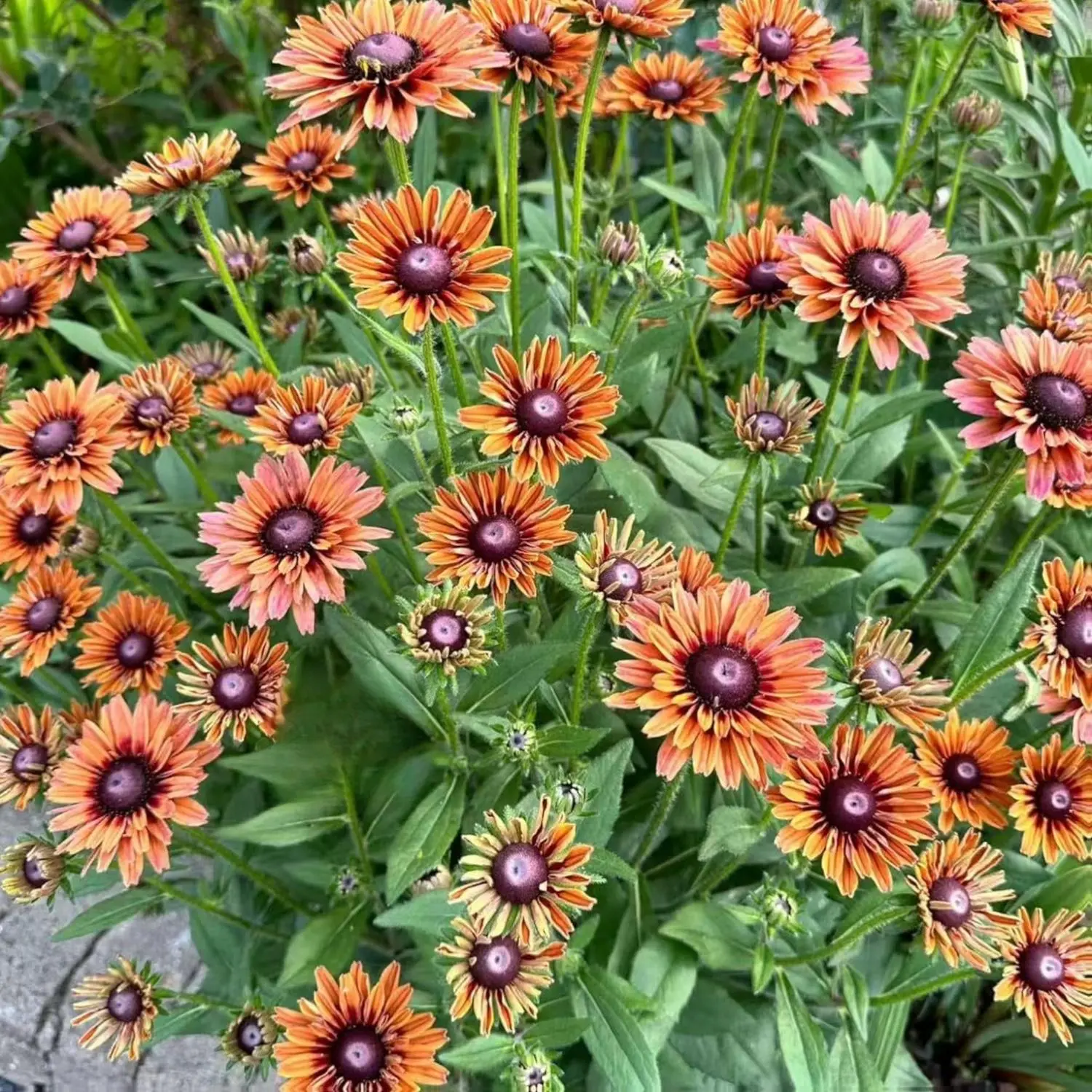 1000 Black-Eyed Susan Seeds – Rudbeckia Hirta Perennial Flower – Non-GMO Heirloom Variety, Easy to Grow, Golden-Orange Blooms for Garden Borders & Summer Landscaping