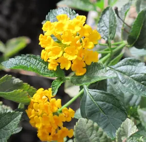 Lantana Trailing Yellow Plants Live, Lantana Live Plants for Planting Outdoors, Trailing Lantana Plants, 4 to 6 Inch Tall Live Lantana Plants, Well Rooted, Ready to Plant