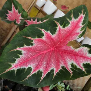 6 Joker Caladium Bulbs for Planting - Rosebud, Perennial Hosta, Elephant Ears, Fancy (6 Bulbs)