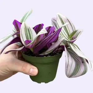 4" Tradescantia Nanouk "Wandering Dude"