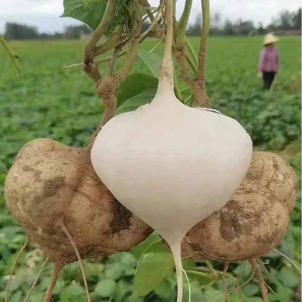 Jicama  Seeds for Planting - Crunchy Sweet Root Vegetable, Fast-Growing Mexican Yam Bean for Indoor, Outdoor Home Gardens, Vegetables Seeds