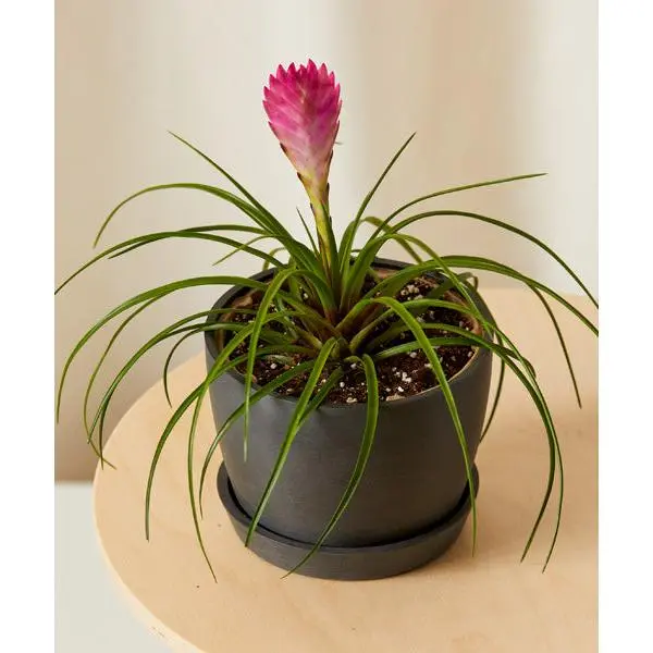Bromeliad Summer