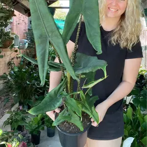 Alocasia Tigrina Superba LIVE TROPICAL PLANT (not bulbs) 2-3 ft tall - Elephant ear - shipped from Florida