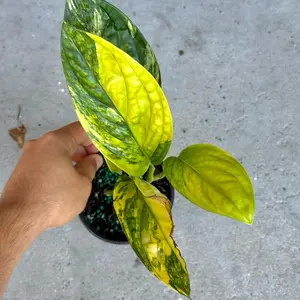 Monstera Peru Variegated 4” Potted Live Plant - Rare Trailing Houseplant - Aurea Variegated Foliage - Exotic Tropical Aroid - Collector’s Item - Heart Shaped Leaves - Indoor Statement Piece - Designer Plant