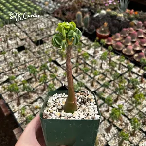 Adenia Glauca, Rare Succulent, Unique Houseplant, Climbing Plant in 2", 3" pot