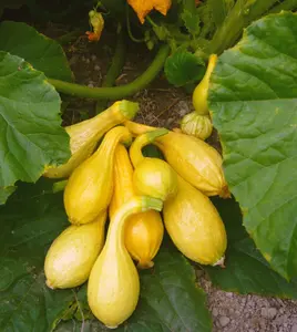 30+ Yellow Crookneck Summer Squash Seeds for Planting, Hybrid Summer Squash Seeds for Garden