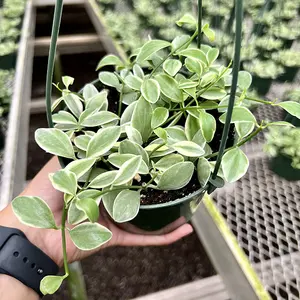 Dischidia Oiantha Variegated 5” Pot - Indoor Tropical Houseplant - Easy to Care for