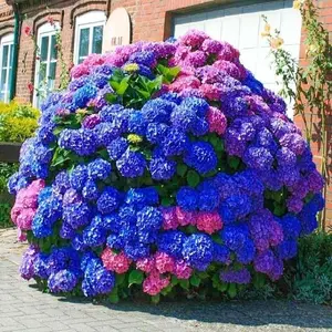 50+pcs Blue Pink Purple Hydrangea Seeds - Beautiful and Hardy Perennial Flowers for Your Garden