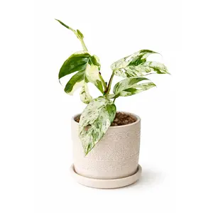4” Epipremnum Pinnatum Marble