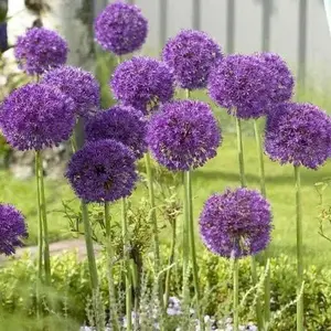 Allium Bulbs ”Purple Sensation” Perennial SPRING BLOOMING flowers