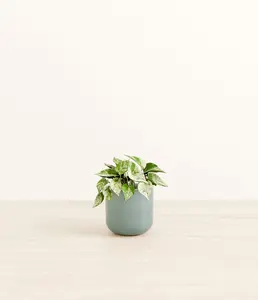 Marble Pothos