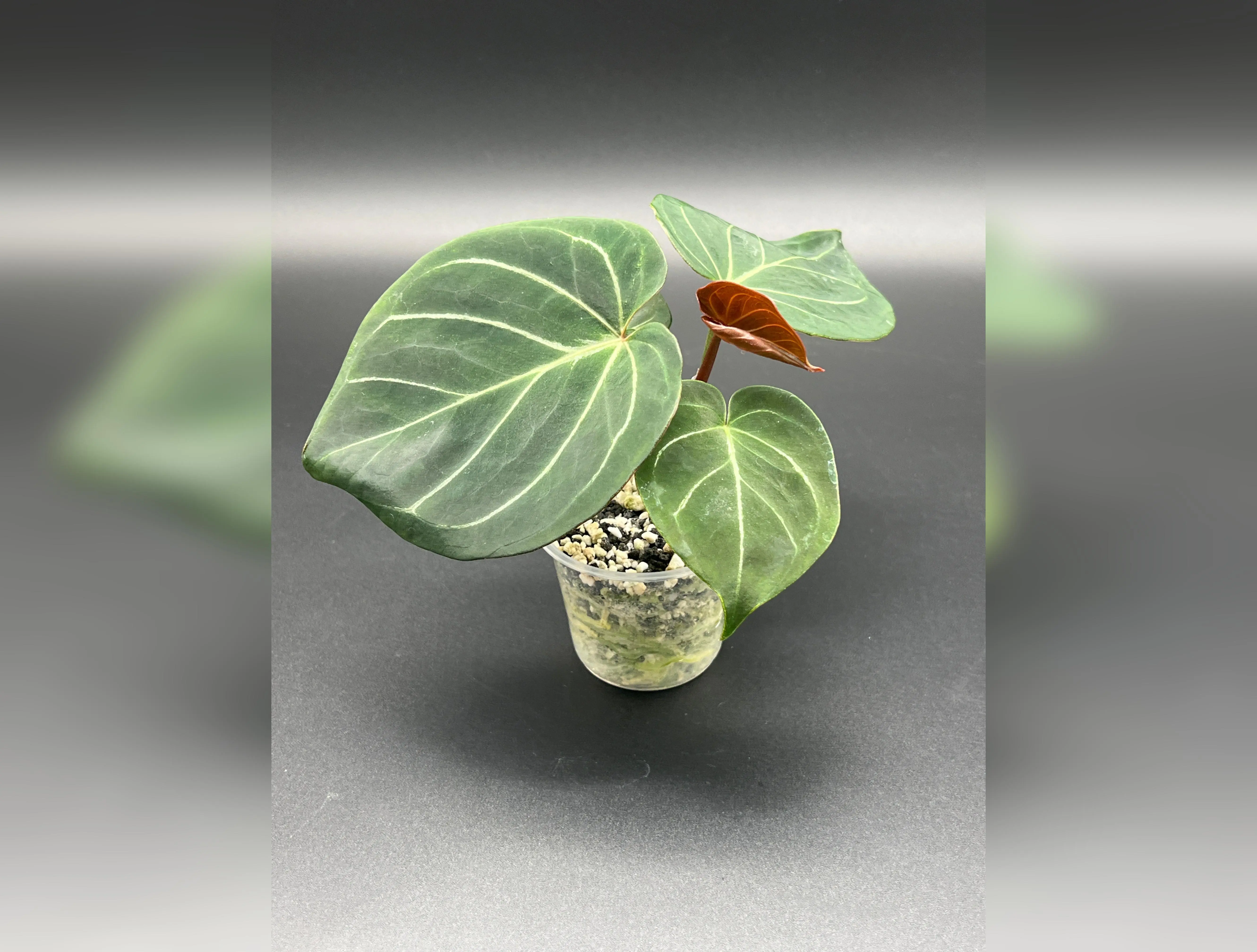 Anthurium KOS- King of Spades- Medium