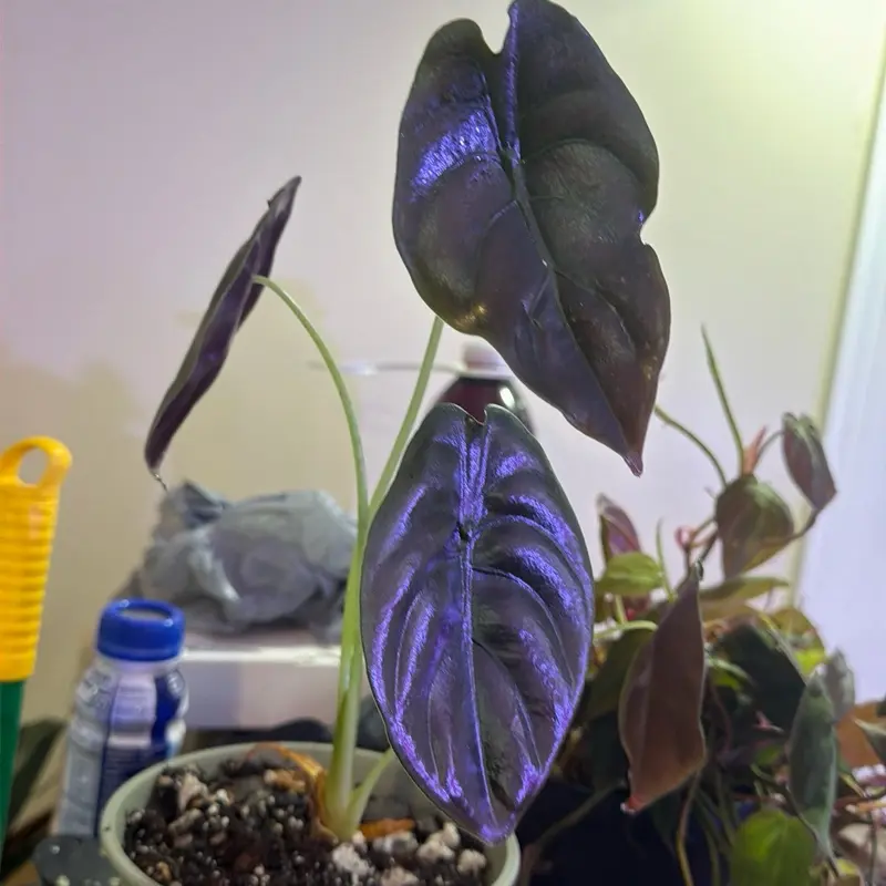 Red secret Alocasia