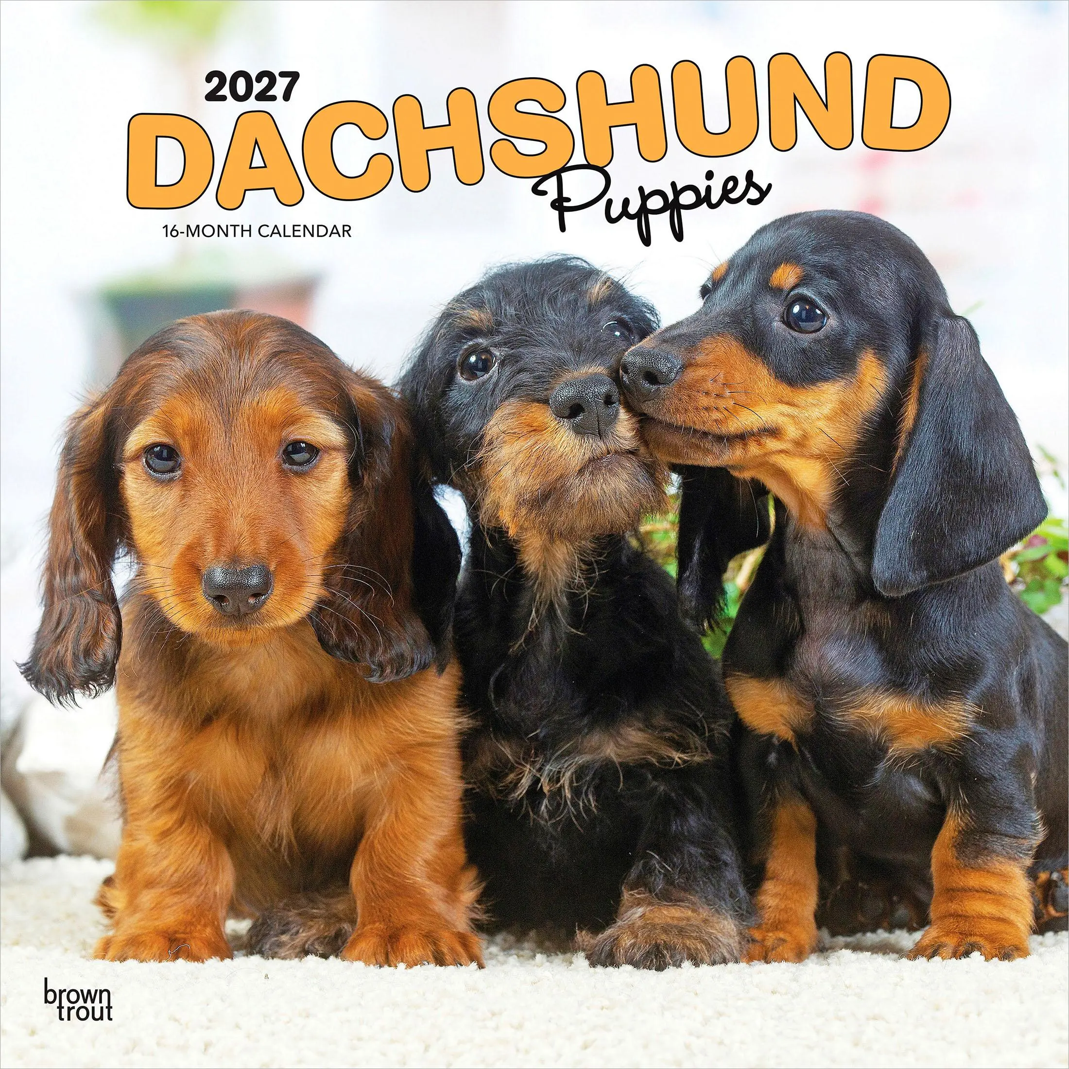 Dachshund Puppies | 2027 12 x 24 Inch (Hanging) Monthly Square Wall Calendar | Plastic-Free | BrownTrout | Animals Dog Breeds Puppy