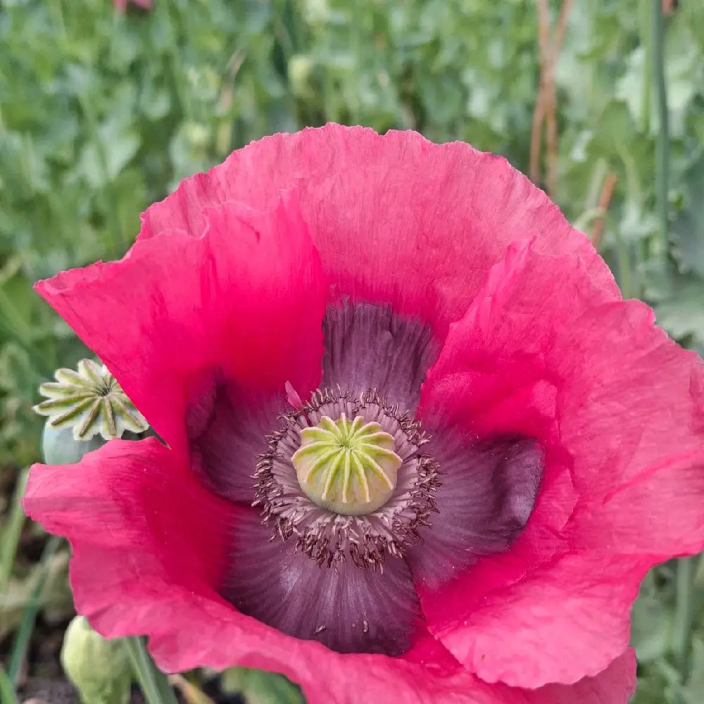 Pink Pepperbox Poppy Seeds - Approximately 3,000 Seeds, Pink Color