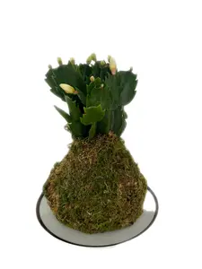 Kokedama - Christmas Cactus White