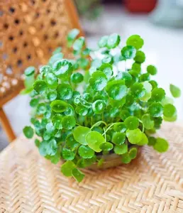 Ipomoea aquatica seeds (Ipomoea aquatica seeds) are fast growing, low maintenance ground cover plants for gardens, ponds and pots 100 seeds